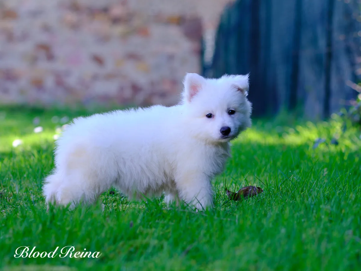 Chiot Berger Blanc Suisse attentif et concentr&eacute; lors d'une s&eacute;ance d'&eacute;ducation positive, regard tourn&eacute; vers son ma&icirc;tre