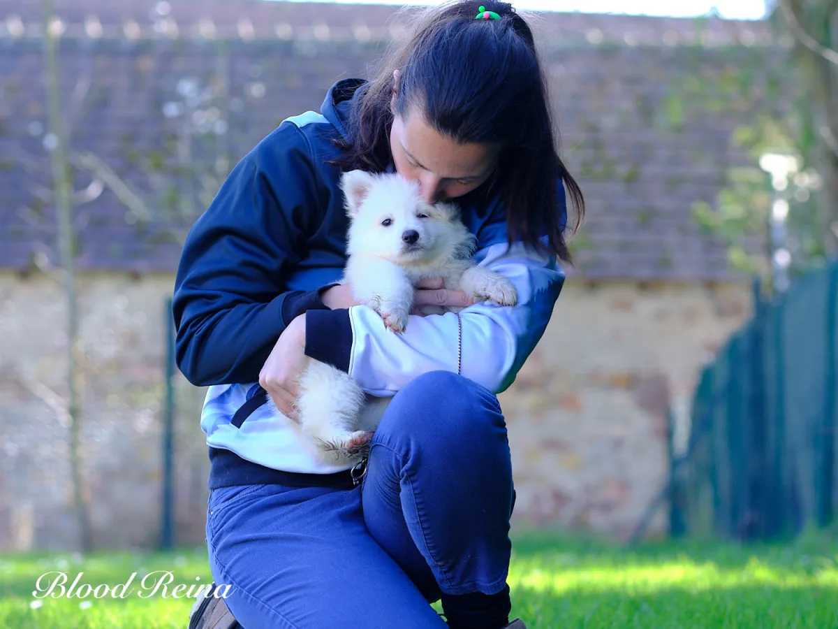 Amandine, &eacute;leveuse Bloodreina, tenant un chiot Berger Blanc Suisse tendrement face &agrave; face, illustrant le lien privil&eacute;gi&eacute; entre &eacute;leveur et chiot