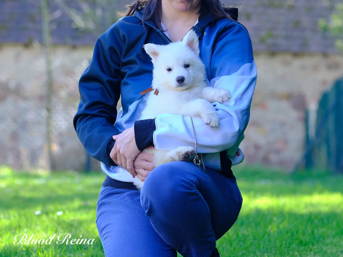 Chiot Berger Blanc Suisse en posture de jeu sur l'herbe, montrant le temp&eacute;rament joueur et vif de la race