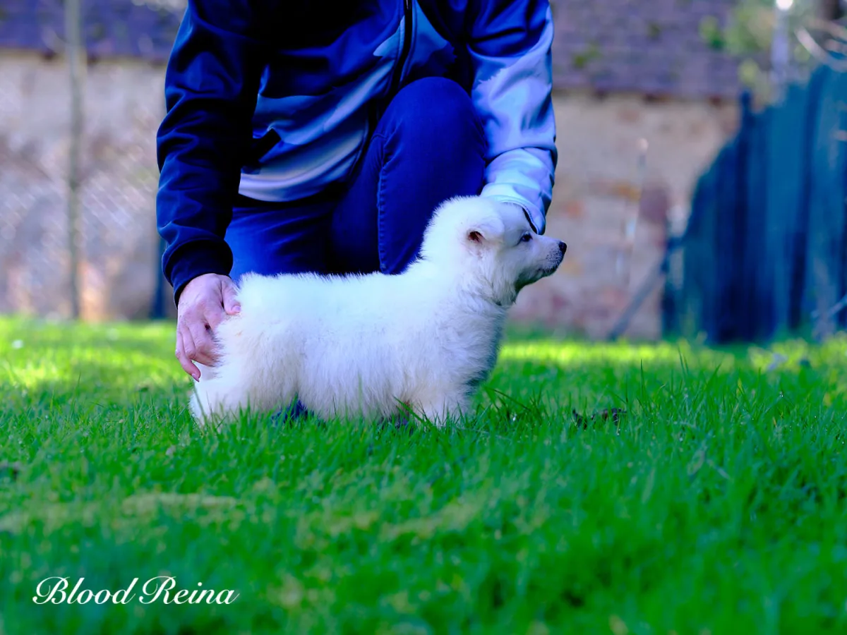 Chiot Berger Blanc Suisse de 3 mois pr&eacute;sent&eacute; de profil sur l'herbe, en pleine sant&eacute; avec un pelage blanc lumineux et une posture confiante