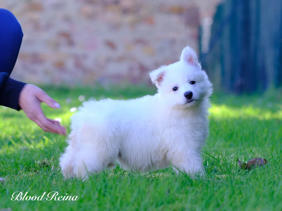 Chiot Berger Blanc Suisse de race pure en posture d'exposition, debout et alerte sur l'herbe, pelage blanc immacul&eacute; conforme au standard FCI