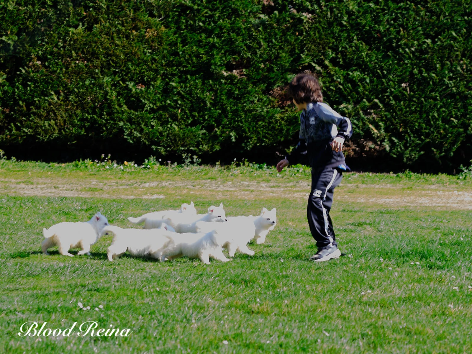 Chiots Berger Blanc Suisse courant joyeusement sur une pelouse verte avec leur &eacute;leveuse lors d'une s&eacute;ance de socialisation - &Eacute;levage Bloodreina
